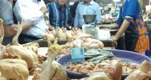 Daging Ayam Mahal, KPPU Sidak Pedagang Pasar Wonokromo 21