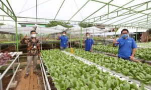 XL Smart Hydroponics, Solusi IoT untuk Urban Farming 1