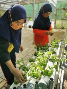 PLN Bantu Usaha Hidroponik Masyarakat Surabaya 1