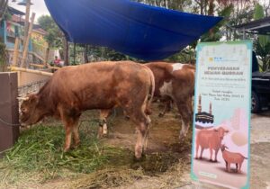 Idul Adha, PLN NP Salurkan 38 Ribu Paket Daging Qurban 1