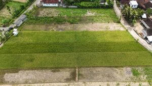 PLN NP UP Pacitan Manfaatkan FABA Jadi Kompos di Lahan 6,5 Hektar 1