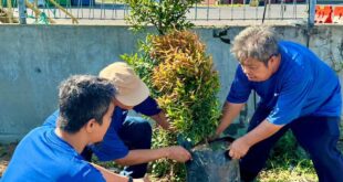 Penghijauan Area Lapangan Penumpukan Petikemas, TPK Berlian Tanam 50 Pohon 24