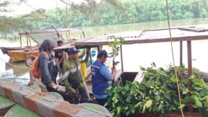 TPS Tanam 2.000 Mangrove di Romokalisari 1